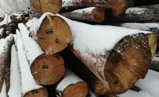 Пилотный проект по маркировке древесины в Казахстане: влияние на легальность лесного бизнеса и управление ресурсами