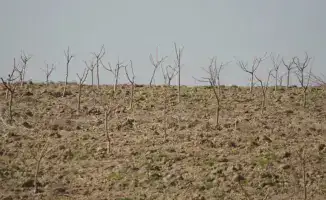 ТУРКЕСТАН: 30 ГЕКТАРОВ ПЛОДОРОДНОЙ ЗЕМЛИ ПРЕВРАЩАЮТ В САД СЛАДОСТЕЙ — ПЕРСИКИ, ЧЕРЕШНИ И ВИНОГРАД