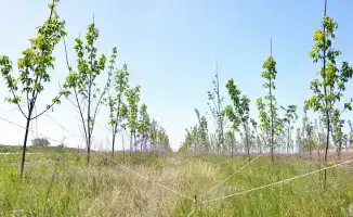 Масштабное озеленение в Карагандинской области: новые инициативы по улучшению экологии