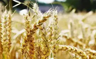 АКК продолжает прием заявок на страхование яровых культур от засухи на сезон-2026