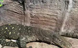 Редкие гигантские ящерицы из Новой Гвинеи стали доступными для посетителей Алматинского зоопарка