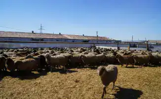 Калмыцкие коровы: мясной бум в Акмолинской области!