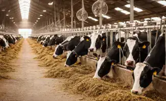 В Восточно-Казахстанской области усиливают ветеринарные службы для повышения биобезопасности региона