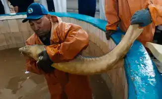 В Махамбетском районе будет введён в эксплуатацию завод по выращиванию рыбы с годовой мощностью 130 тонн