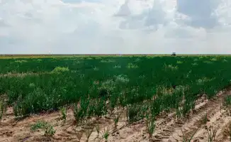 Увеличение посевных площадей в Атырауской области: шаг к продовольственной безопасности Казахстана