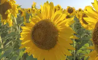 В Кокшетау начнется строительство нового маслоэкстракционного завода с мощностью 300 тыс. тонн масла в год