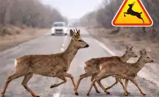 Сезонная миграция диких животных началась в Жетісу