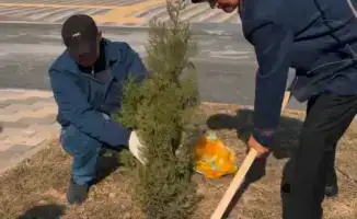 Саженцы во дворах школ Келешек мектептері в Кызылординской области