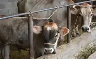 Рост животноводства в Жамбылской области способствует увеличению доли сельхозпродукции и улучшению продовольственной безопасности региона