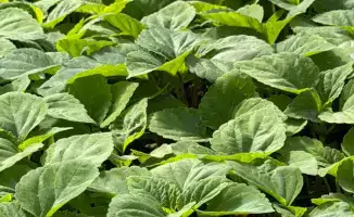 Алматы: Город цветов, который зацветет на 380 тыс. кв. метров в 2026 году