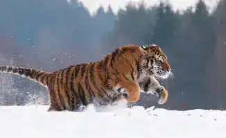 В Казахстане ожидают потомство от амурских тигров: самец Богдан и самка Кума, прибывшие из Нидерландов в сентябре 2024 года