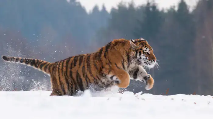 В Казахстане ожидают потомство от амурских тигров: самец Богдан и самка Кума, прибывшие из Нидерландов в сентябре 2024 года