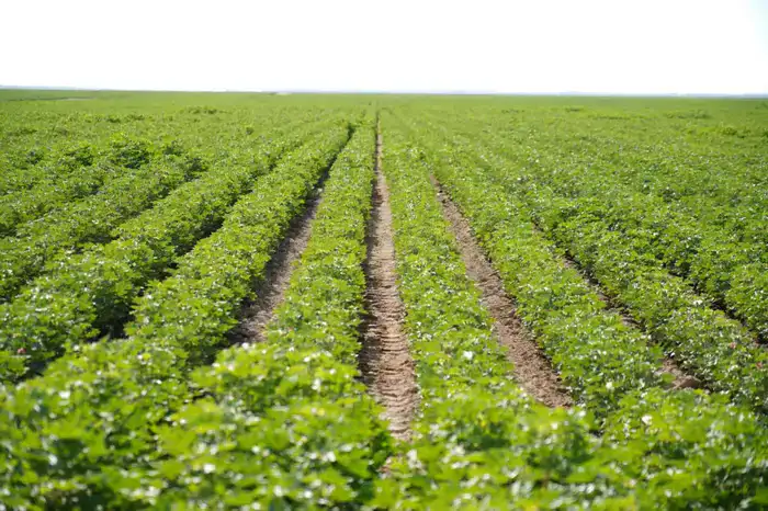 В ТУРКЕСТАНСКОЙ ОБЛАСТИ В РАМКАХ ПРОГРАММЫ «АУЫЛ АМАНАТЫ» СОЗДАНО ОКОЛО 5 ТЫСЯЧ НОВЫХ РАБОЧИХ МЕСТ (3)