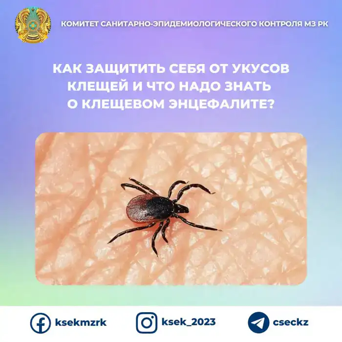Укус клещей профилактика и информация о клещевом энцефалите