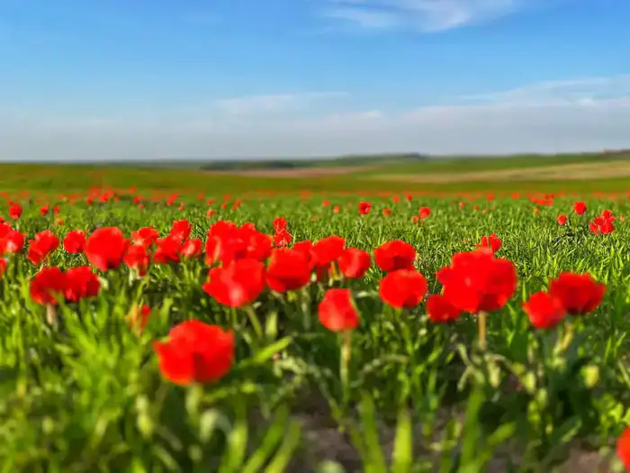 ТУРКЕСТАН: В КАЗЫГУРТЕ ЗАЦВЕЛИ КРАСНОКНИЖНЫЕ ТЮЛЬПАНЫ ГРЕЙГА (2)