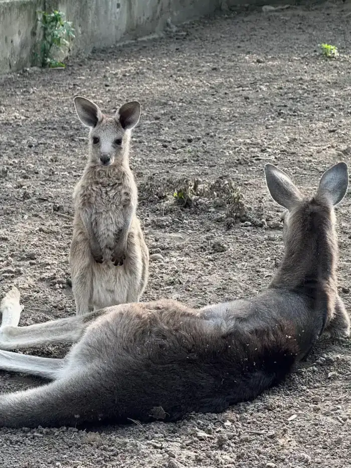 Кенгуро-бэби-бум в Алматинском зоопарке: родились сразу три малыша (3)