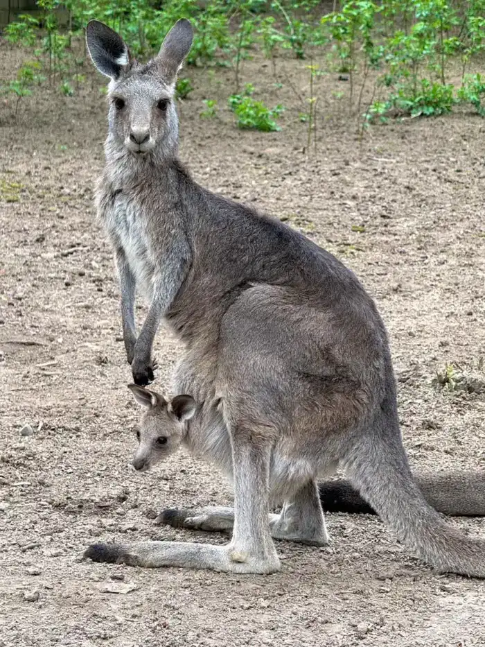 В Алматинском зоопарке родились три кенгуренка: два серых и один рыжий, посетителей приглашают выбрать имена