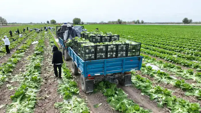 Аграрии Туркестанской области экспортировали в Россию раннеспелую капусту (2)