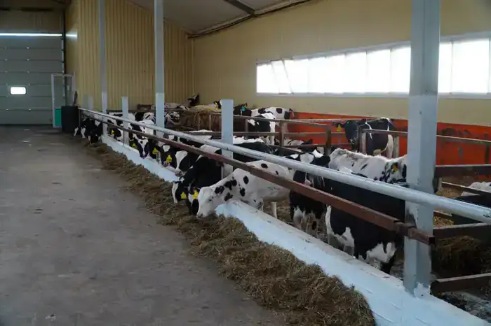 В Акмолинской области запустили современную молочную ферму на 400 голов (6)