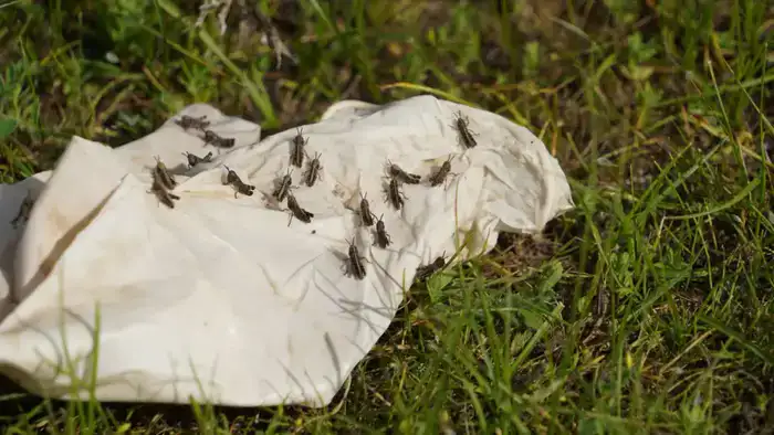 Келесский район: Заседание штаба по борьбе с вредителями с акцентом на стратегическую важность для экономической стабильности региона