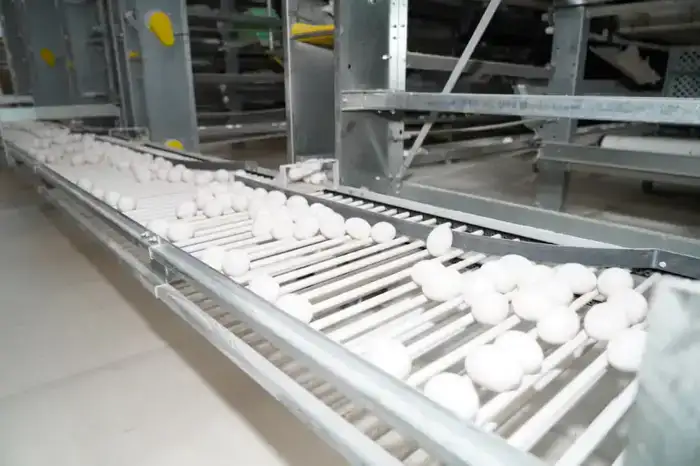 ТУРКЕСТАН: ПТИЦЕФАБРИКА В САРЫАГАШЕ ОБЕСПЕЧИВАЕТ РЕГИОН ОТЕЧЕСТВЕННОЙ ПРОДУКЦИЕЙ (5)