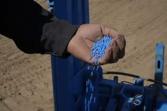 В Жетісу стартовал сев сахарной свёклы на 13 тыс. гектаров (5)