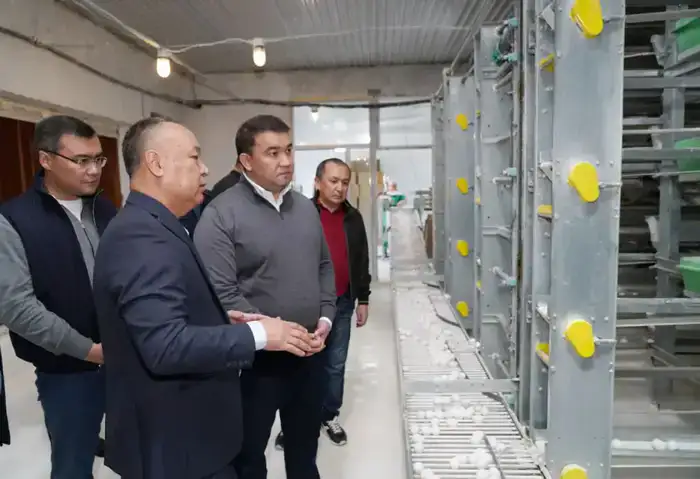 ТУРКЕСТАН: ПТИЦЕФАБРИКА В САРЫАГАШЕ ОБЕСПЕЧИВАЕТ РЕГИОН ОТЕЧЕСТВЕННОЙ ПРОДУКЦИЕЙ (7)