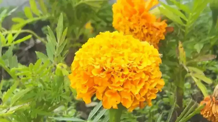 Караганда преобразится цветами в парках и скверах