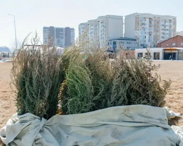 29 тысяч деревьев планируется высадить в этом году в Атырау ⠀ (3)