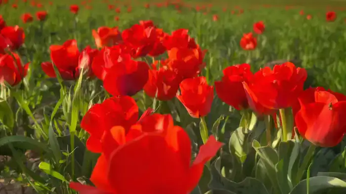 В Казыгурте зацвели редкие тюльпаны Грейга, занесенные в Красную книгу Казахстана