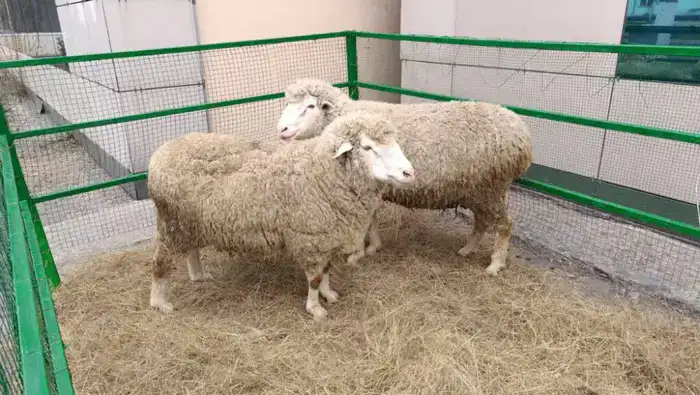 В области Абай открыт селекционный центр овцеводства (2)