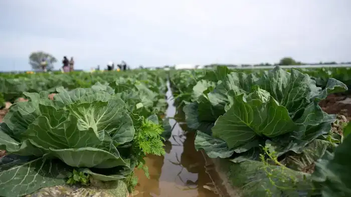 «Вода поступает вовремя, урожай хороший», – аграрии Туркестанской области вырастили первый урожай капусты за 45 дней (3)