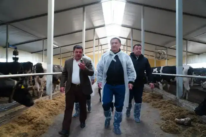 В Акмолинской области запустили современную молочную ферму на 400 голов (3)
