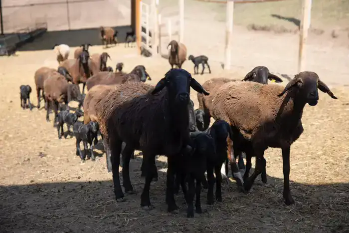 Начинается важный сезон для животноводов (2)