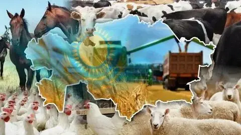 Рост животноводства в Абайской области в 2025