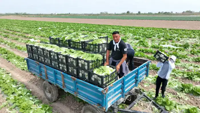 Аграрии Туркестанской области экспортировали в Россию раннеспелую капусту (4)