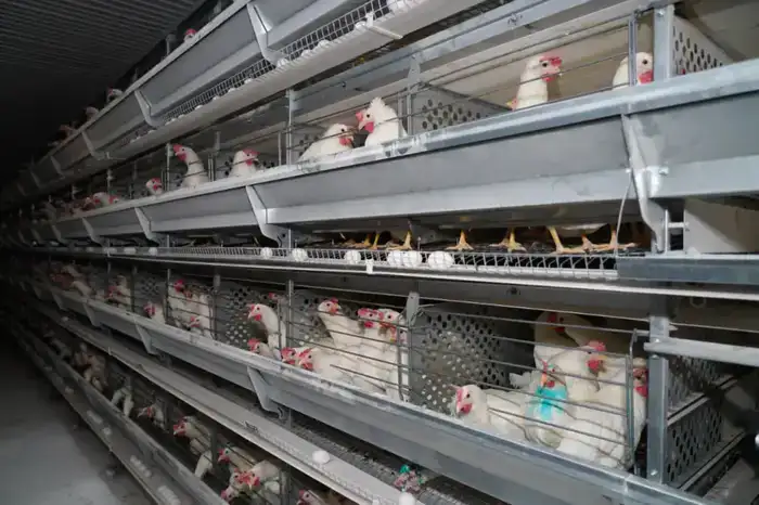 Визит акима Туркестанской области подчеркивает значимость яичной птицефабрики для продовольственной безопасности региона