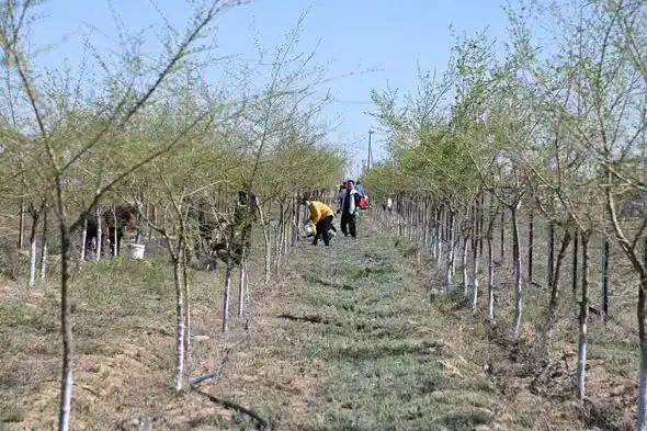 Собрание жителей Созакского района для высадки деревьев и благоустройства территории