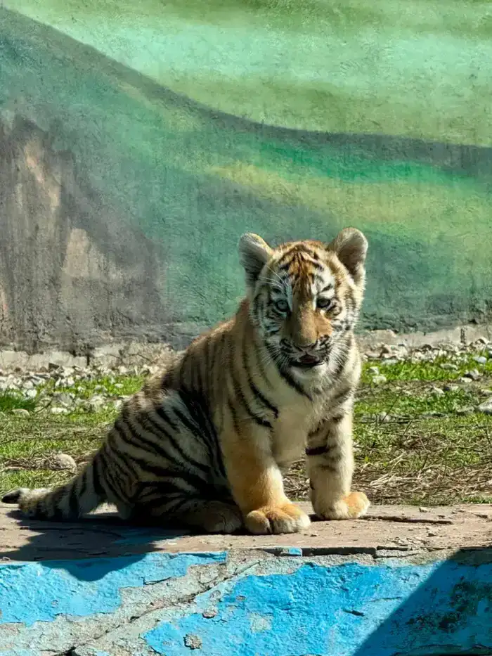 Три амурских тигренка родились в Алматинском зоопарке