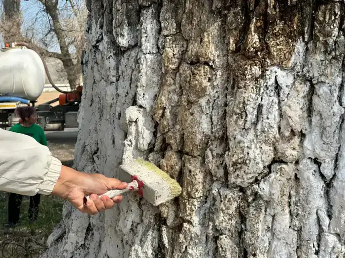 «Таза Қазақстан»: в рамках общеобластного субботника в Жетісу посадили свыше 8 тысяч деревьев (7)