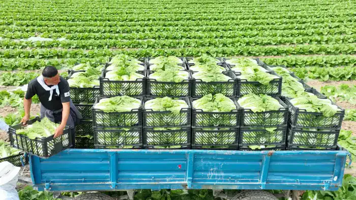 «Вода поступает вовремя, урожай хороший», – аграрии Туркестанской области вырастили первый урожай капусты за 45 дней (2)
