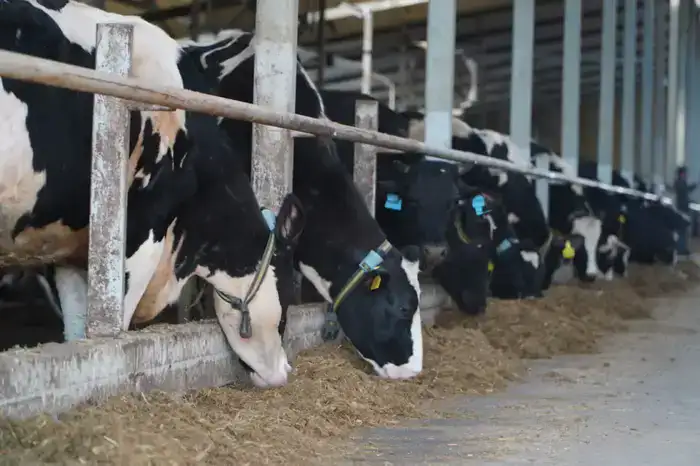 В Акмолинской области запустили современную молочную ферму на 400 голов (2)