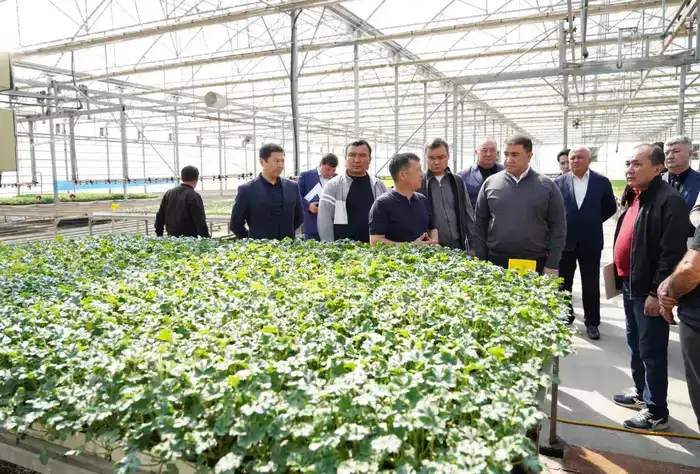 В ТУРКЕСТАНСКОЙ ОБЛАСТИ ВНЕДРЯЮТСЯ ЭКОЛОГИЧЕСКИ ЭФФЕКТИВНЫЕ СПОСОБЫ ОТОПЛЕНИЯ ТЕПЛИЦ (7)