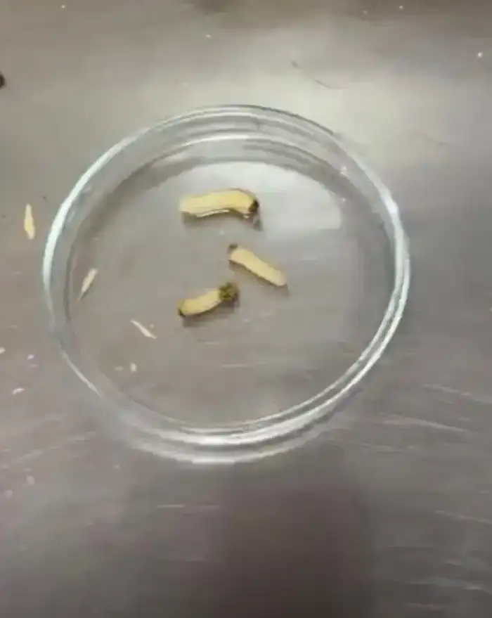 Опасность для экосистемы Казахстана: личинки черного соснового усача обнаружены в импортированных пиломатериалах