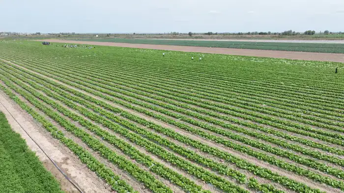 Фермеры Туркестанской области собрали первый урожай капусты за 45 дней благодаря своевременной подаче воды