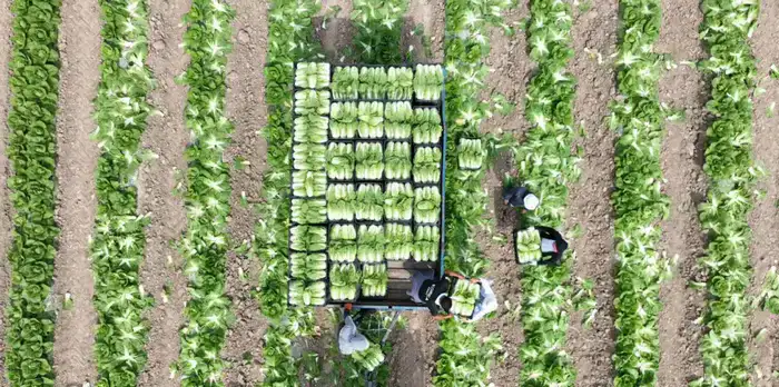 Аграрии Туркестанской области экспортировали в Россию раннеспелую капусту (5)