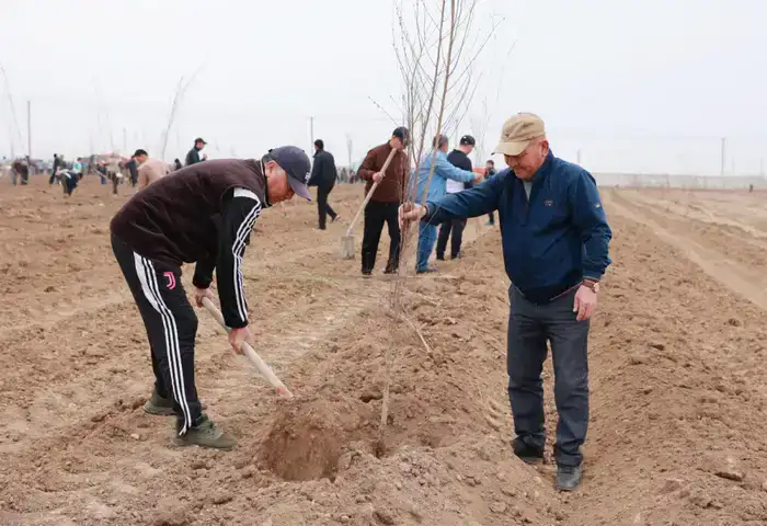 Таза Қазақстан: в Таразе высажено 10 тысяч деревьев (8)