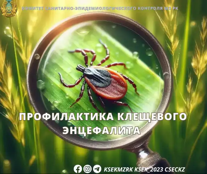 На месте: Профилактика клещевого энцефалита в разгар сезона активных клещей