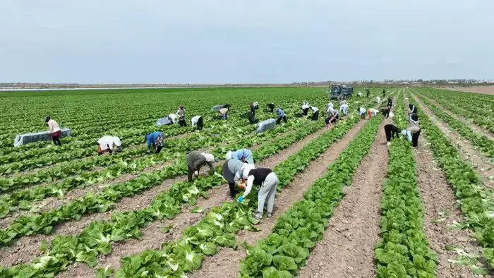 Первая партия раннеспелой капусты сорта 'Пекинка' отправлена из Туркестанской области в Россию