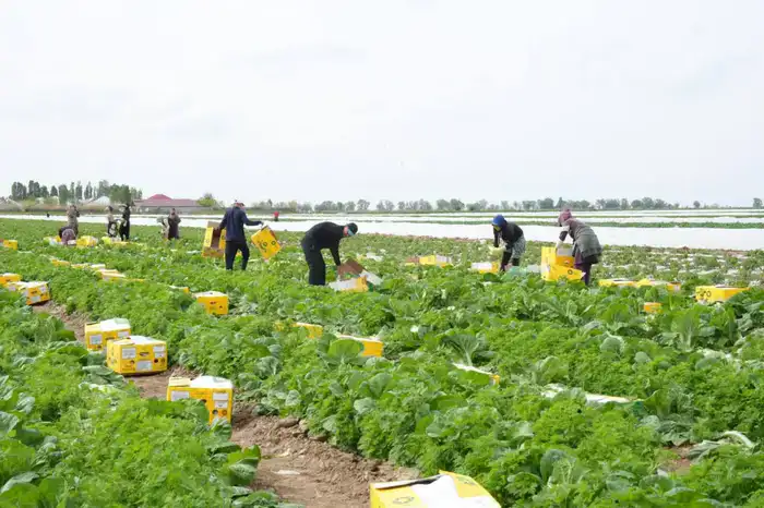 «Вода поступает вовремя, урожай хороший», – аграрии Туркестанской области вырастили первый урожай капусты за 45 дней (6)